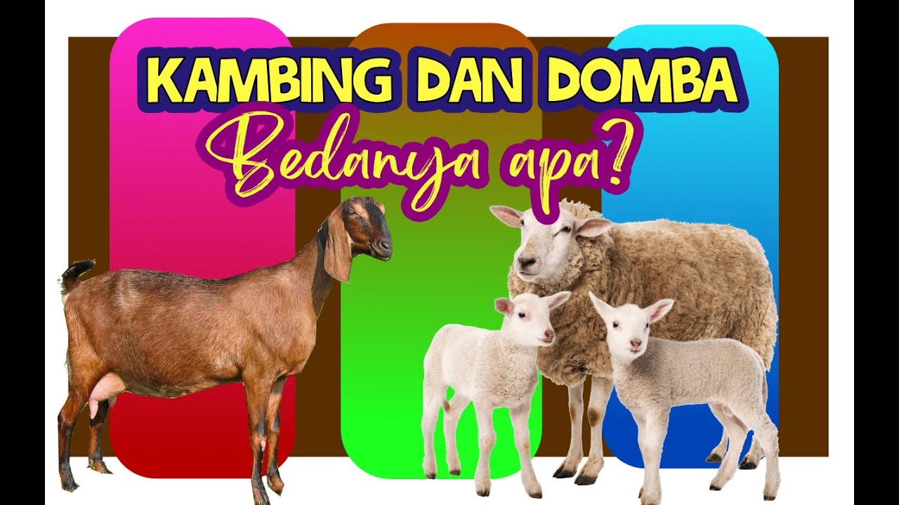 10 Perbedaan Kambing Dan Domba YouTube 10 perbedaan kambing dan domba youtube