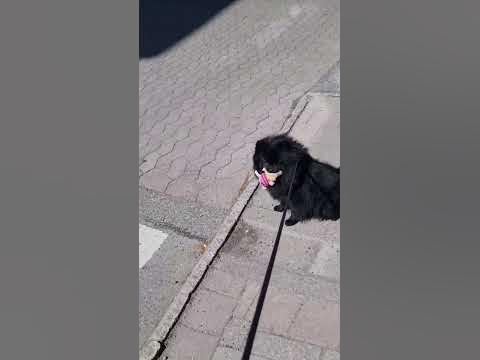 Lilla gubben lider så i värmen att han sätter sig på rumpan och vägrar