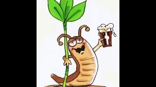 Download How To Make A Slug Trap With Beer Video MP3 How To Make A Slug Trap With Beer