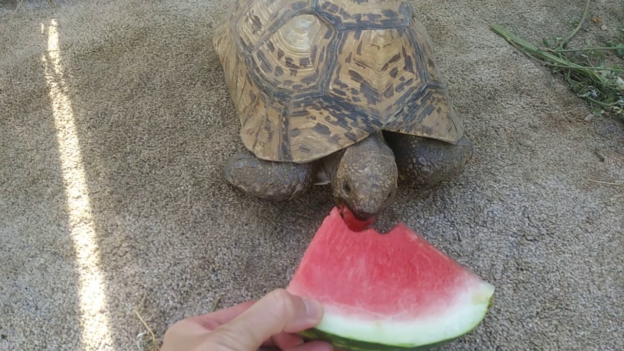 Tortoise eating a watermelon YouTube