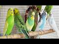 3 hour Sweet Parakeet Chirping Sounds to Relax Your Mind 🐦💚😀
