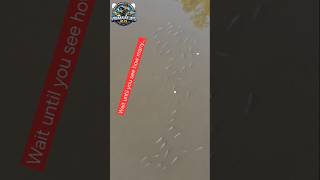 The Ultimate Cheat Code For Carp Fishing