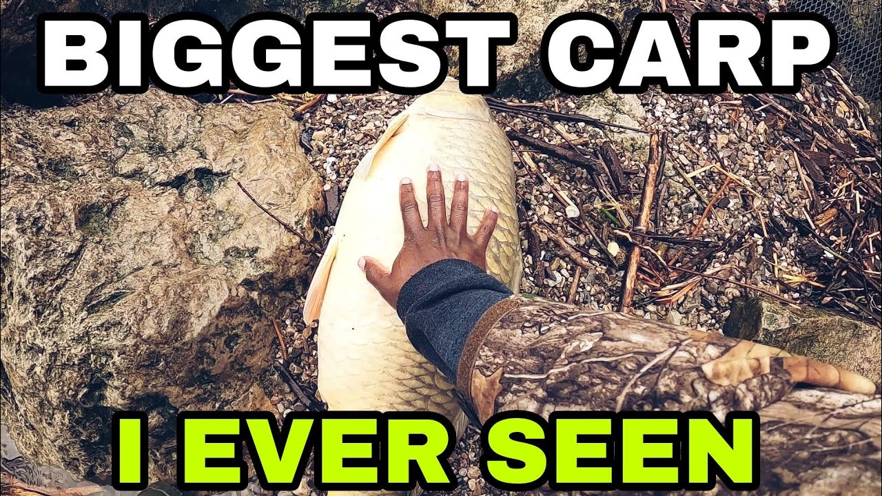 Biggest Carp I Ever Seen(10lb test)