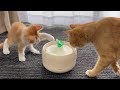 先住猫が手で水を飲むので自動吸水器を設置しました【子猫成長日記#22】