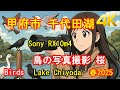 千代田湖の桜と野鳥撮影（甲府市）Sony RX10m4、甲府市・山梨県。Birds aound Chiyoda lake, Yamanashi [4K]