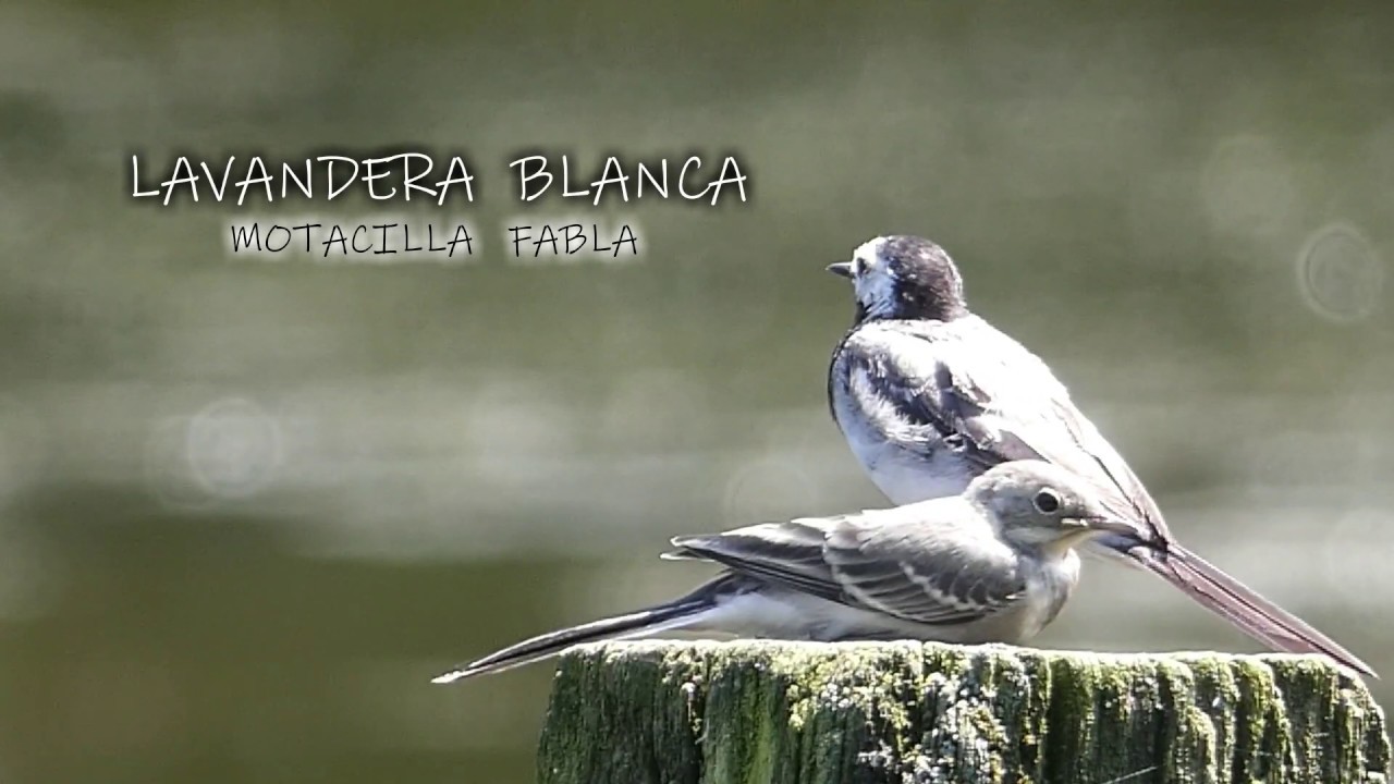 "LA PEQUEÑA LAVANDERA" Lavandera blanca.