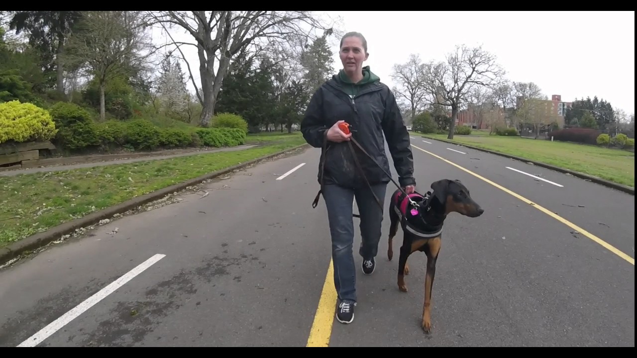 Gator 10 month old Doberman Guide Dog 