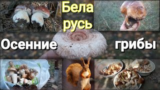 Осенние грибы Беларуси🍄🌲! Какие грибы можно найти осенью? За грибами в лес. Тихая охота ранним утром