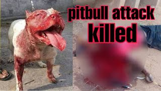 Witness Pitbull attacks humans _ pitbull attack for man