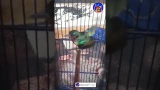 Kolibri Wulung Gacor  Isian  Gaya Tarung Yang Unik