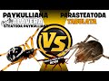 PAYKULLIANA CALAVERA VS PARASTEATODA TABULATA - COMENTADO