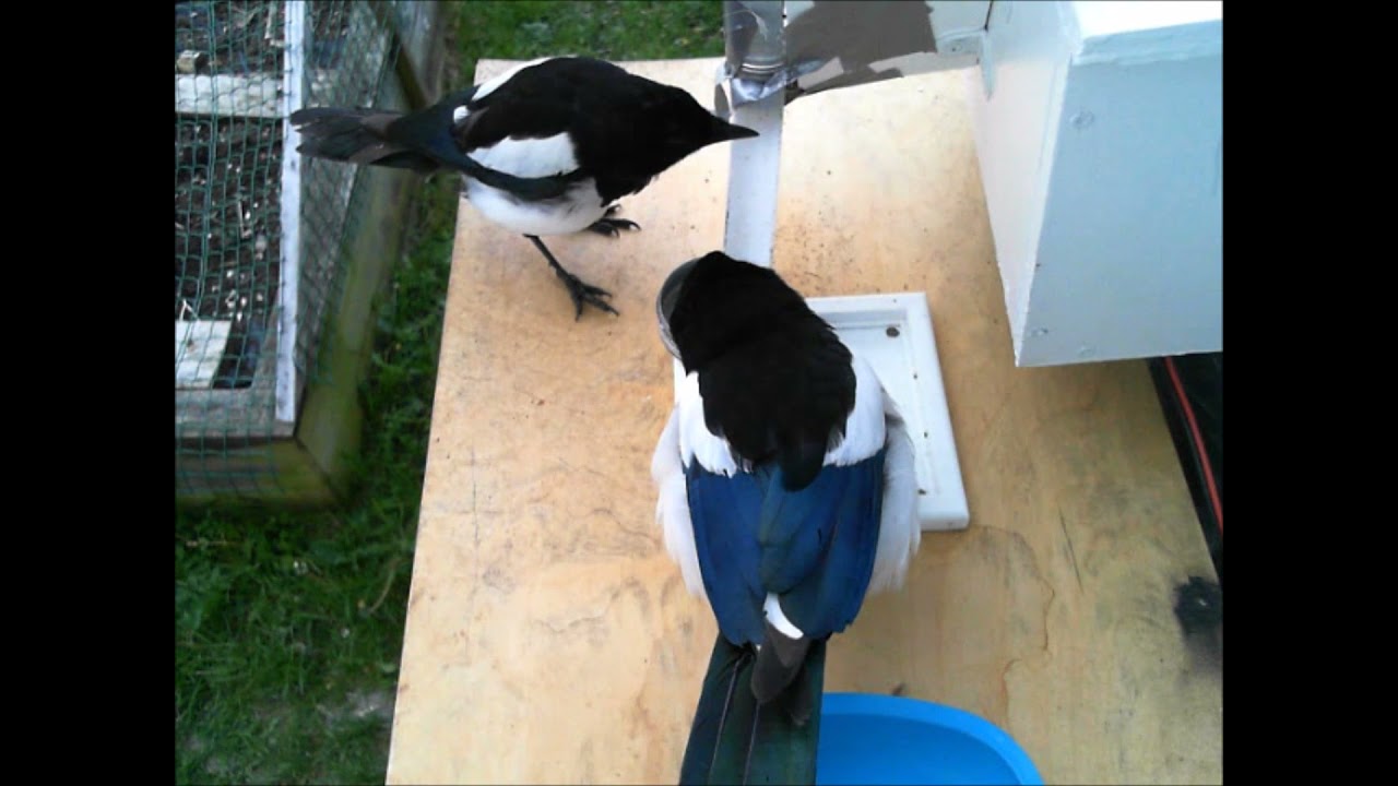 Magpies cleaning the neighborhood compilation