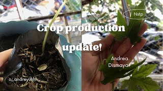 Bitter Melon Update Nstp