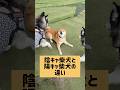 アナタはどちらのタイプ? #柴犬