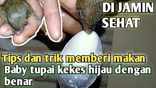 Tips jitu Cara Memberi Makan Baby Tupai Kekes Hijau Dengan Benar