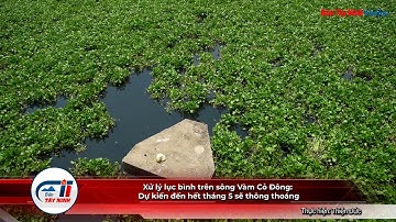 Xử lý lục bình trên sông Vàm Cỏ Đông: Dự kiến đến hết tháng 5 sẽ thông thoáng