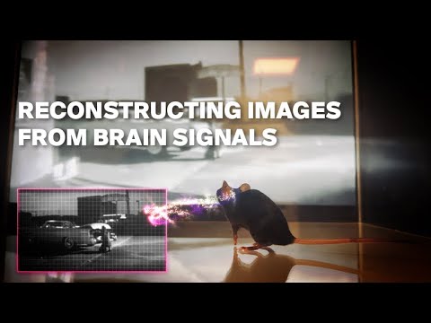 Predict what a mouse sees by decoding brain signals