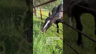 Horses of Fresno County - Roadside Encounter Part2! #shorts #horse #california