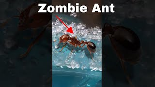 Making an Ant Think It's Dead