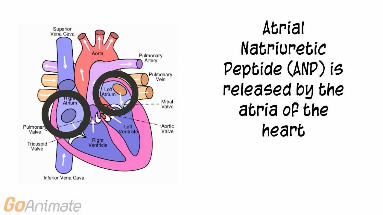Anatomy and Physiology Endocrine System Atrial