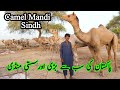 Largest camel mandi in sindh pakistan