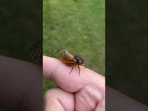 Cicada Invasion in
