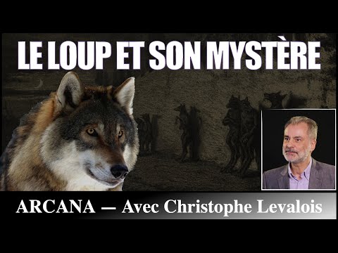 Vidéo: Le symbole du loup à différentes périodes historiques