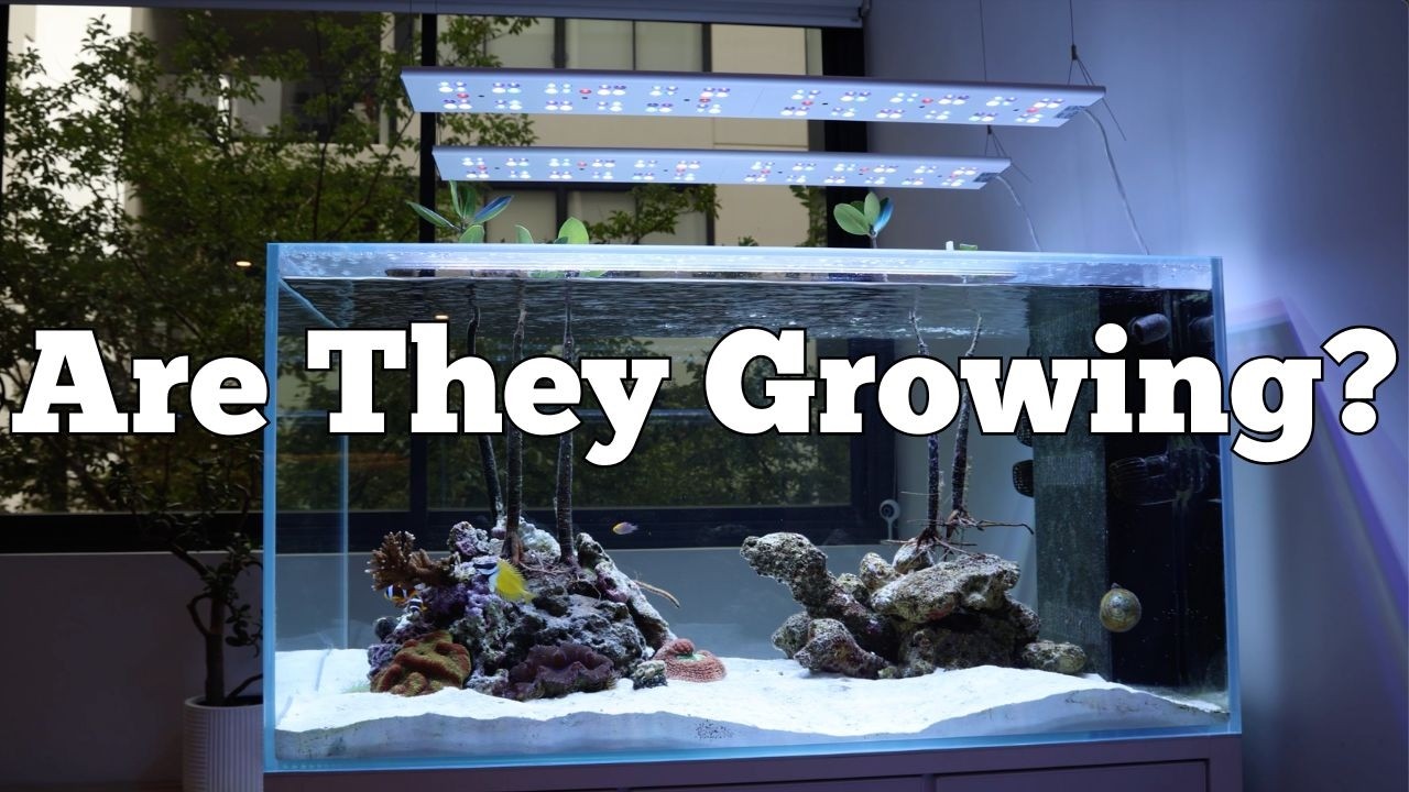 Обновление по рифовому аквариуму: растут ли мои мангровые деревья?