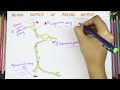 Blood Supply  of Facial Nerve