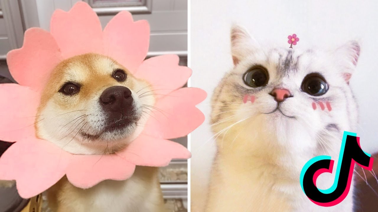 More Adorable Dogs and Cats on TikTok that Will Make your Day Better