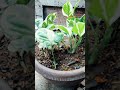 ☘️Money plant ghana kaise karein 🪴#indrajeetnarayan #moneyplant #moneyplantcare #moneyplantlover