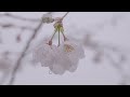 坂本冬美 春の雪