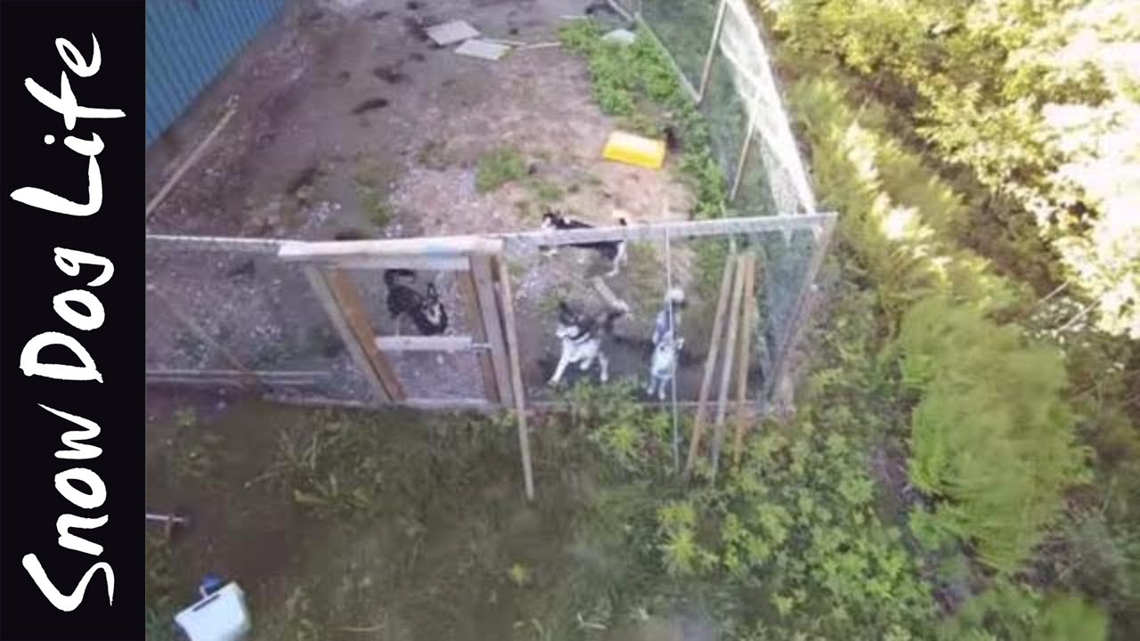 Dogs react to a drone! YouTube