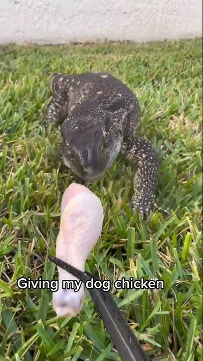 giving-my-dog-chicken-youtube