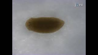 Pharmacological And Functional Genetic Techniques To Induce Regenerative Processes In The Planarian