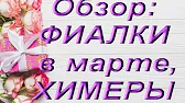 Орхидеи,узамба́рские фиалки,Самара🌺