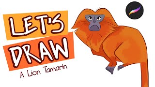 Let's Draw Lion Tamarin