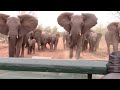 Elephant Charges At Safari Van