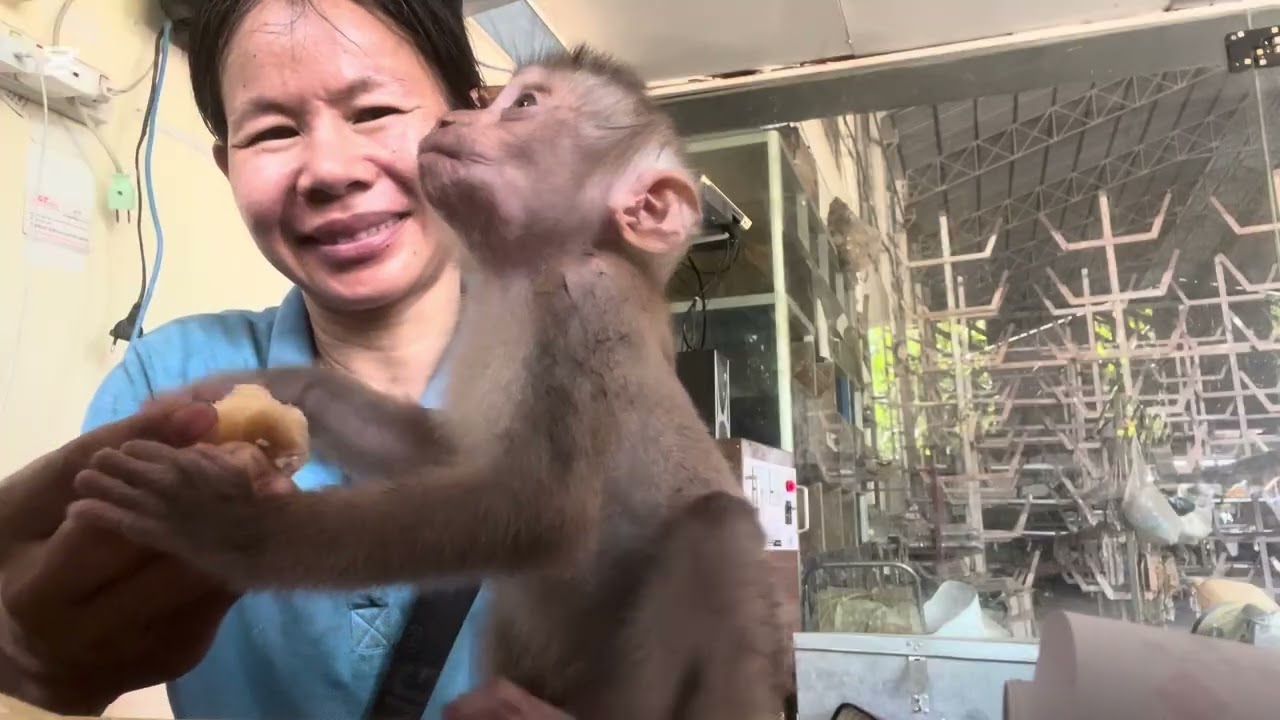 Mary eats rice #asmr #monkey #animals
