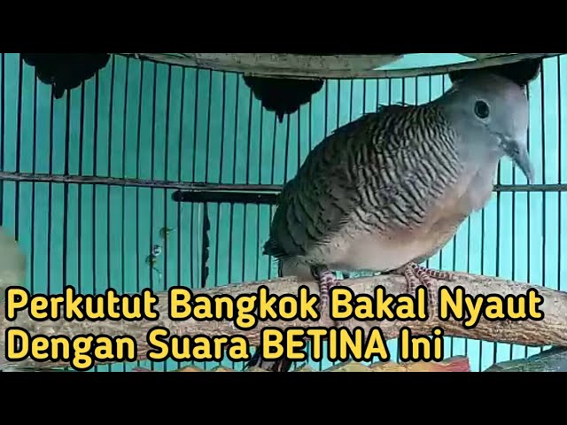 Perkutut BETINA memanggil Jantan Suara Bagus Buat Pancingan Perkutut Bangkok Jantan class=