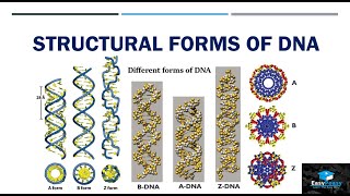Structural Forms Of DNA