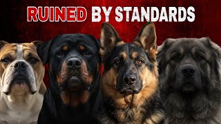 When Kennel Clubs Damage Working Breeds