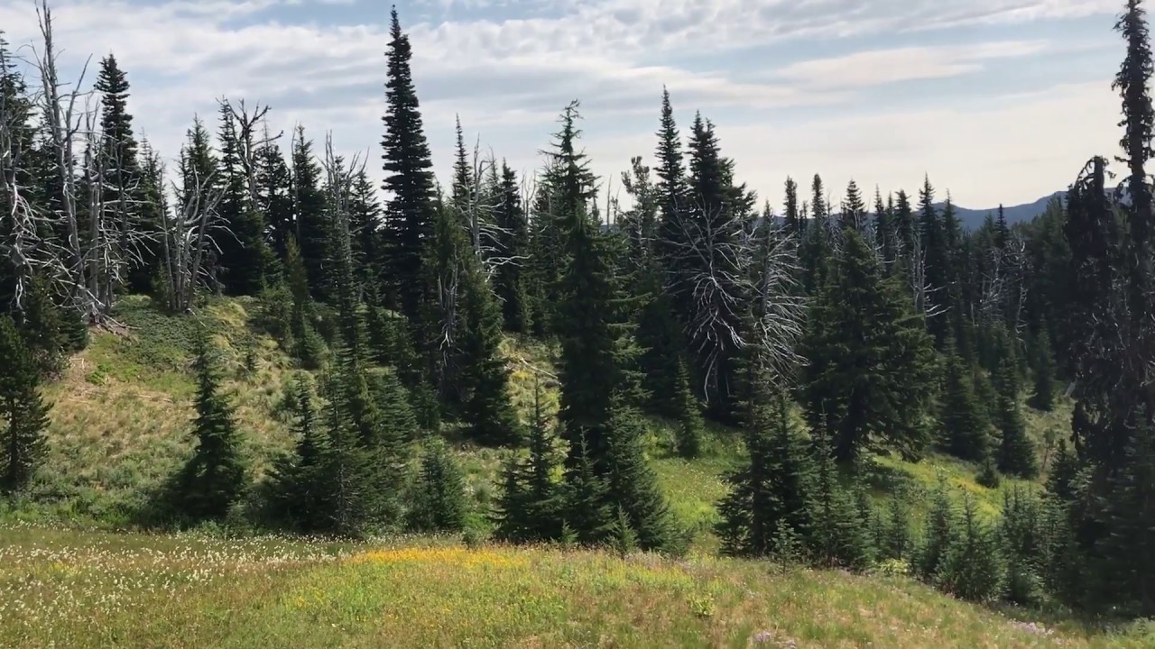 Mt. Hood Meadows in the summer YouTube