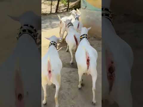 Say Mashallah Goatfarming Dumbafarming Lattwala Dumba Cattlefarm Animals Dumba Dumbafarming 