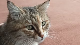 Emotional Support Cats 😺 by in our daily lives 351 views 2 weeks ago 9 minutes, 45 seconds