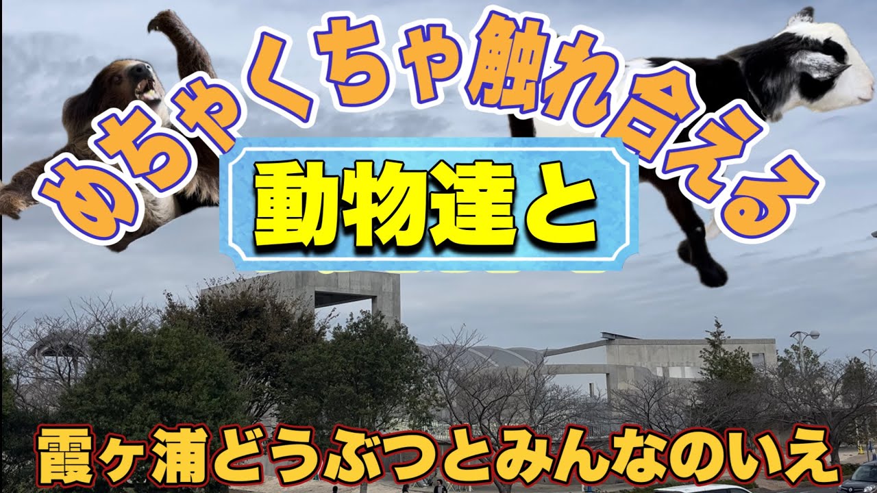 めちゃくちゃ動物と触れ合える！行方市・霞ヶ浦どうぶつとみんなのいえ