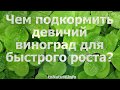 Чем подкормить девичий виноград для быстрого роста?