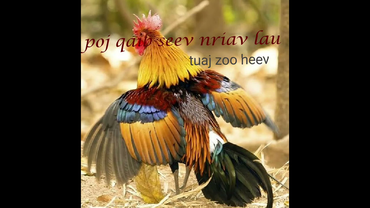 Suab poj qaib qus seev nriav lau tuaj zoo heev