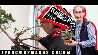 видео: Превращение Сосны в Бонсай картинка: Превращение Сосны в Бонсай