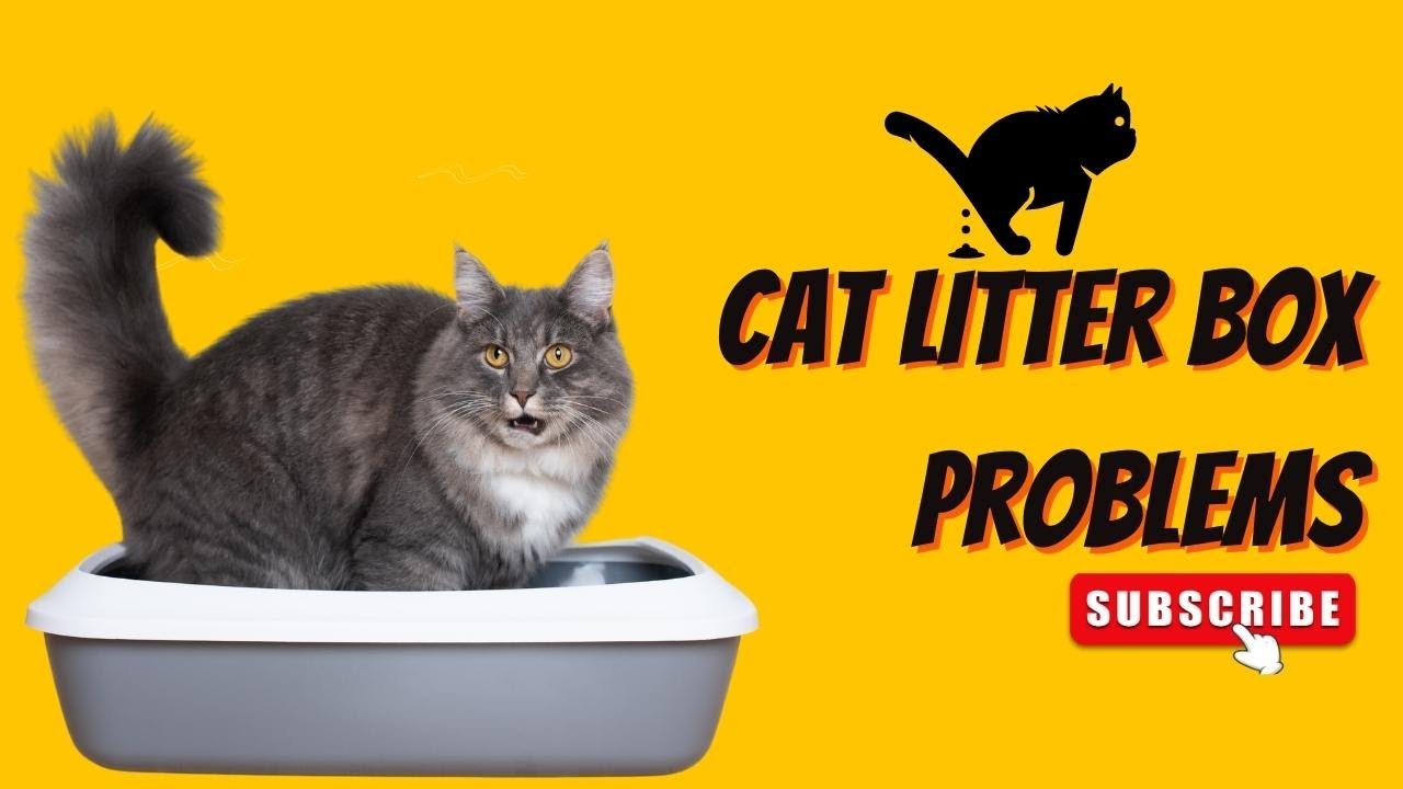 How to prevent litter box problems in cats